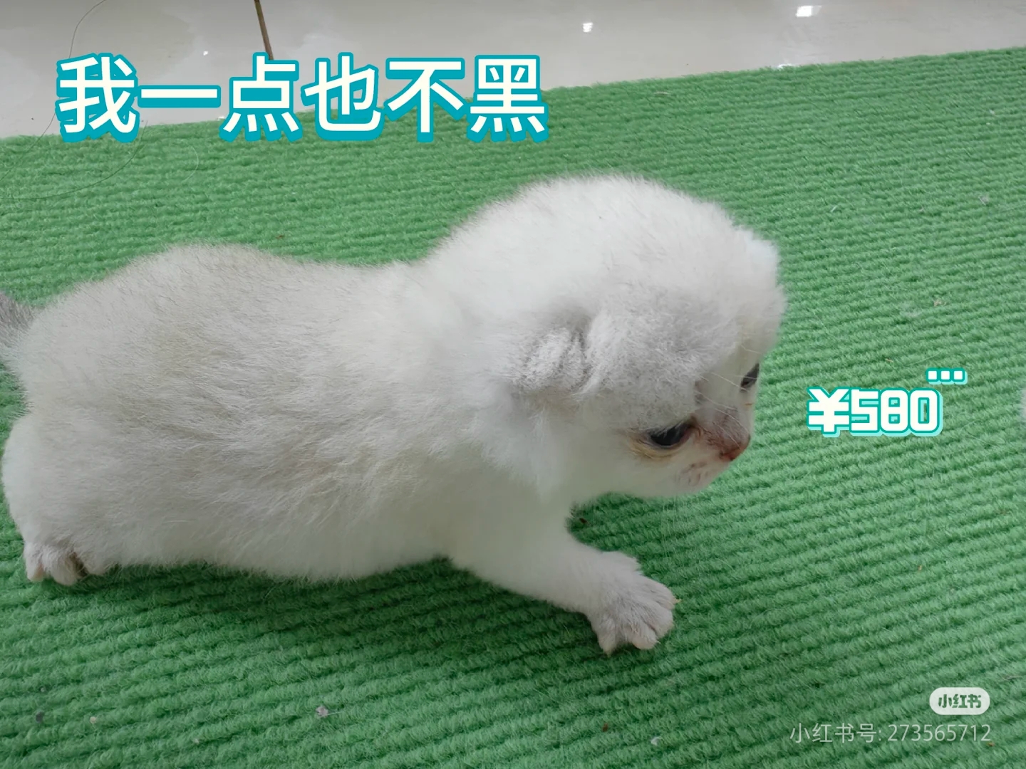 银渐层，金虎斑